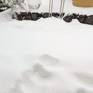 雪