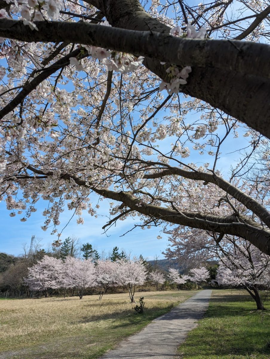 桜